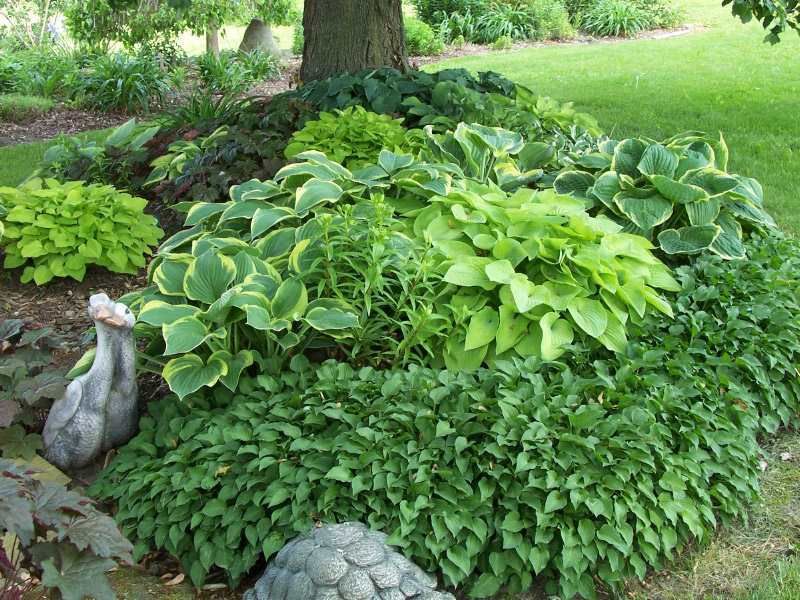 Hostas. Young shoots are yummy. In Japan you can buy them in the supermarket as a green veggie.