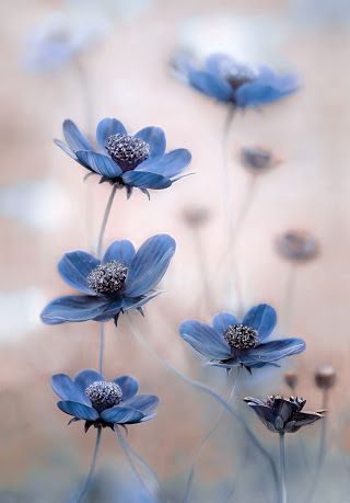 Cosmos blues by Mandy Disher