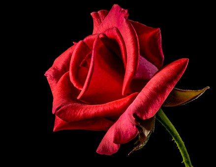 red-rose-320868__340.jpg