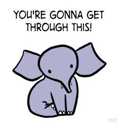 Elephant.jpg