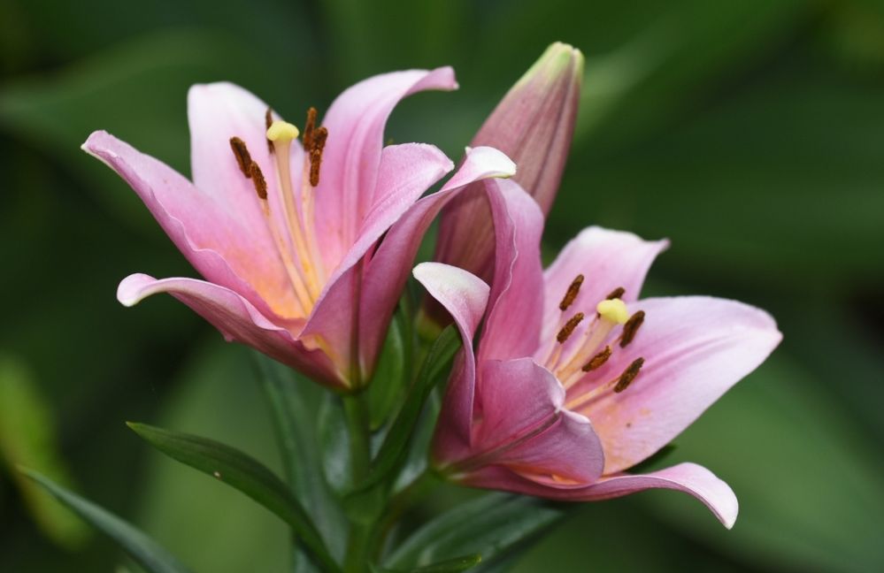 Same flowers different aspect