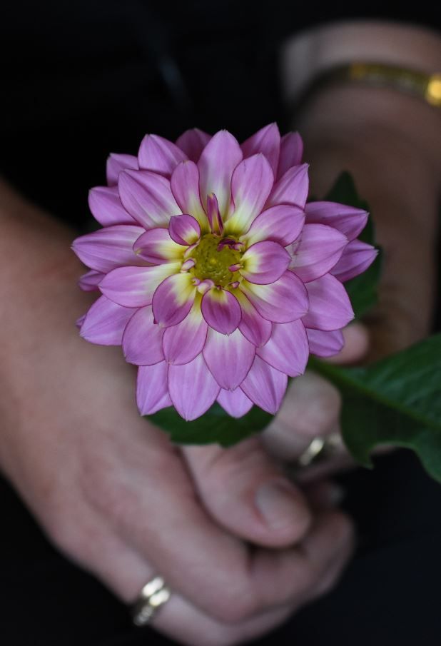 Flower 2.JPG