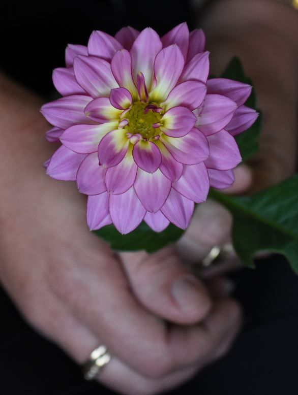 Flower 3.JPG